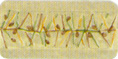 DC051003-Flora.jpg