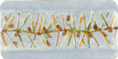 DC051007-Flora.jpg