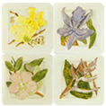 DC101051-K-Flora-s.jpg