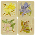 DC101053-K-Flora-s.jpg