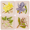 DC101056-K-Flora-s.jpg