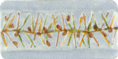 DC051007-Flora.jpg