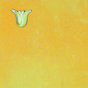DC151549-Primavera.jpg