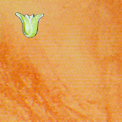 DC151550-Primavera.jpg