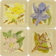 DC101053-K-Flora-s.jpg